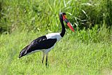 Saddle-billed Storkborder=